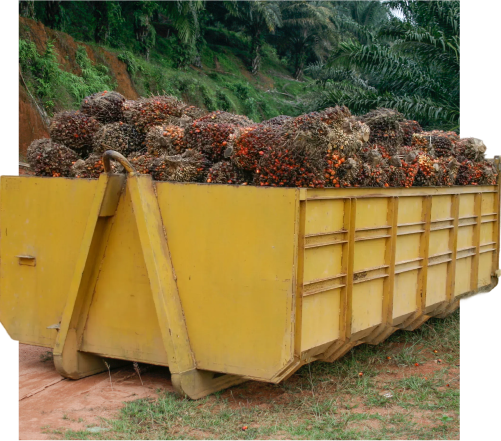 Palm Oil